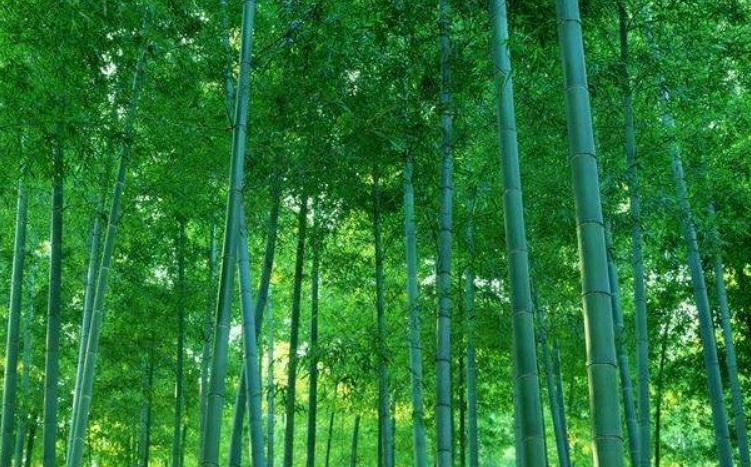 毛竹3.jpg