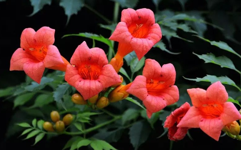 凌霄花1.jpg