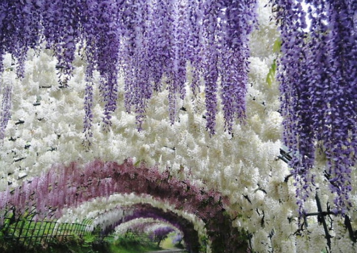 紫藤花三三.jpg