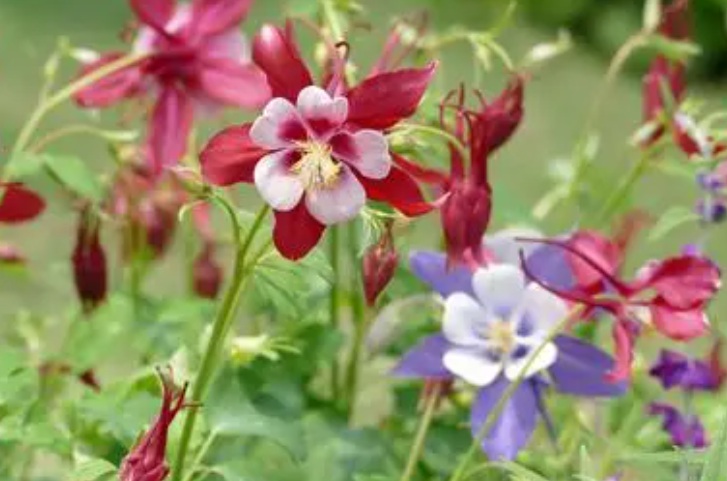 耬斗菜111111.jpg