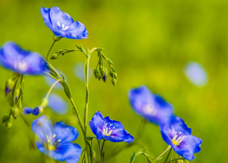 藍(lán)花22222.jpg
