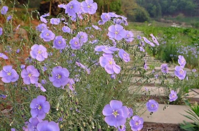 藍(lán)花33333.jpg