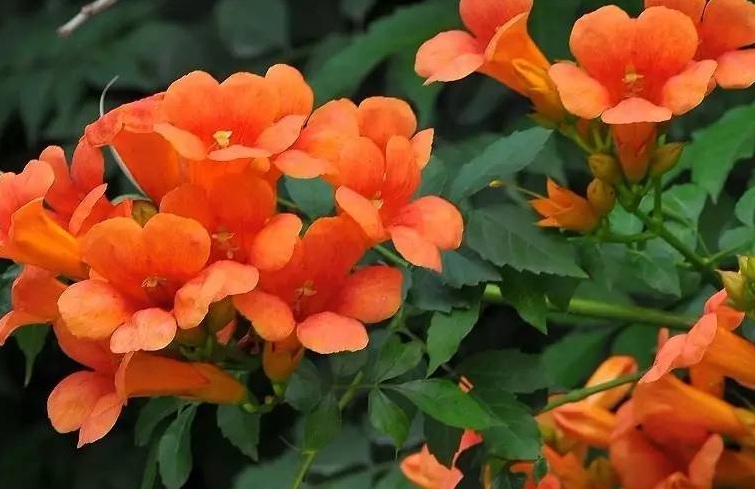 凌霄花3.jpg