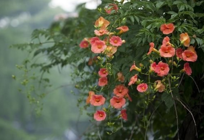 凌霄花99999.jpg
