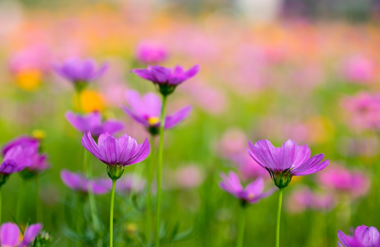格桑花1.jpg