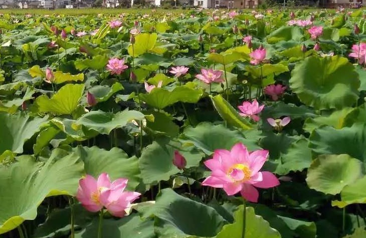 荷花2.jpg