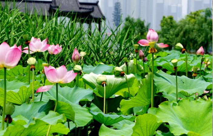 荷花33333.jpg