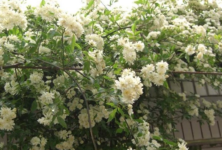 木香花2.jpg