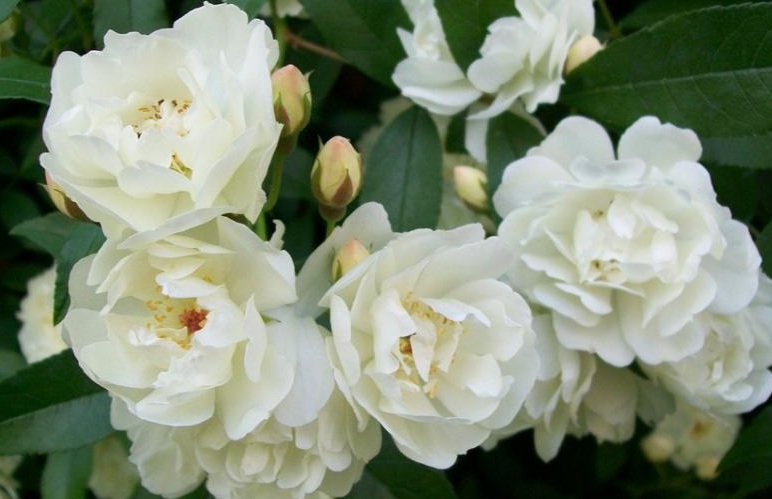 木香花1.jpg