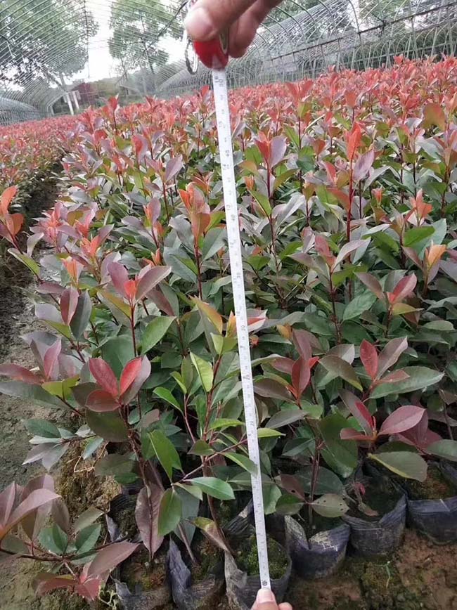 紅葉石楠苗