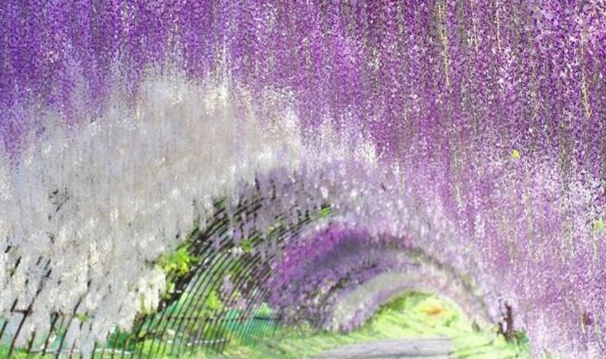 紫藤22222222222222.jpg