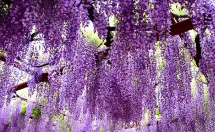 紫藤花1010.jpg