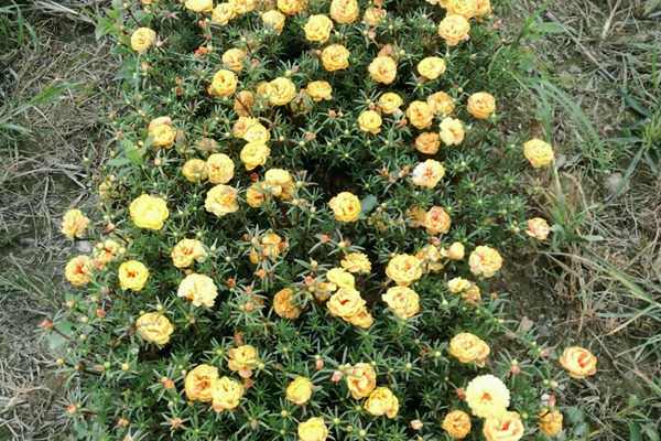 太陽(yáng)花