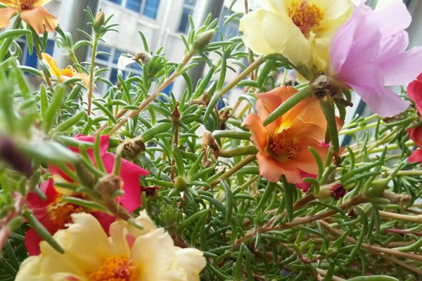 太陽(yáng)花