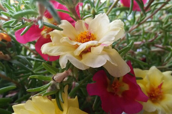 太陽(yáng)花