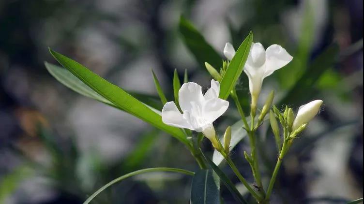 勿忘草又名勿忘我，因?yàn)橹仓晔中∏?，可以種植在盆栽里觀賞