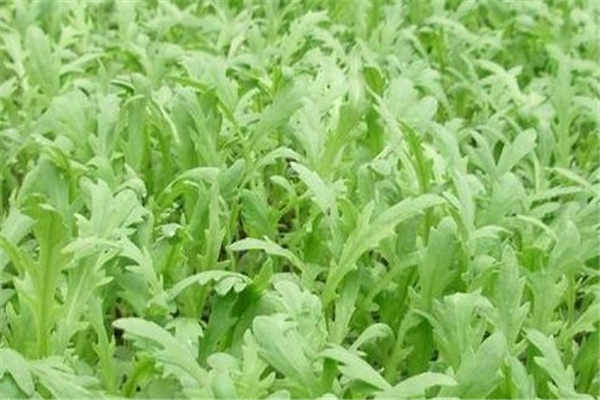 茼蒿.jpg