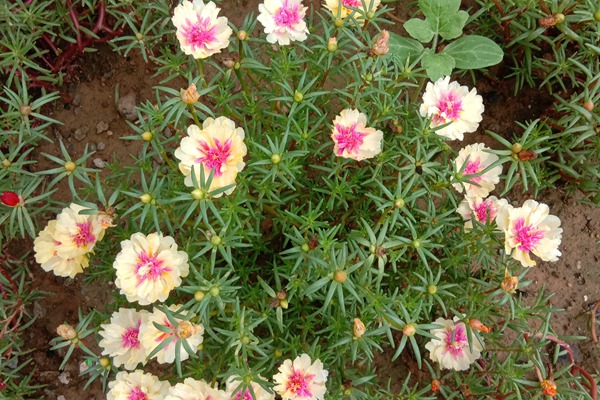 太陽(yáng)花