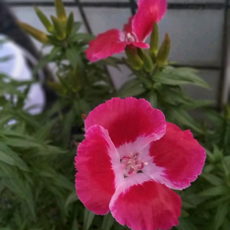 古代稀的生長習性形態(tài)及用途