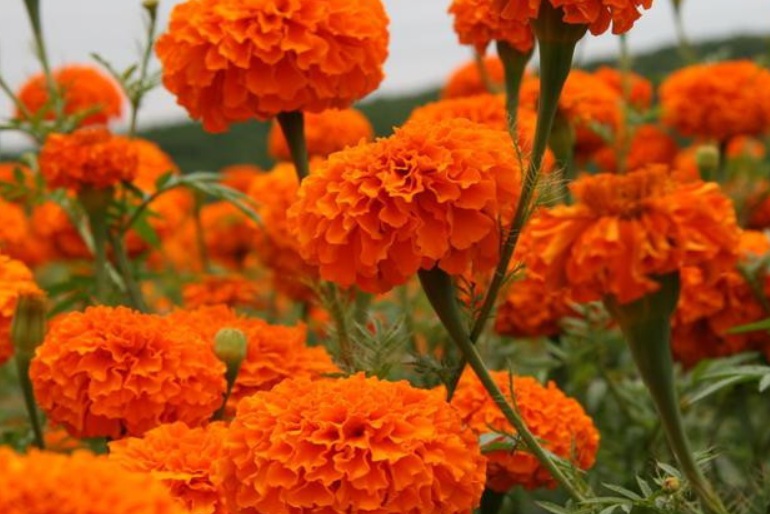 萬(wàn)壽菊2.jpg