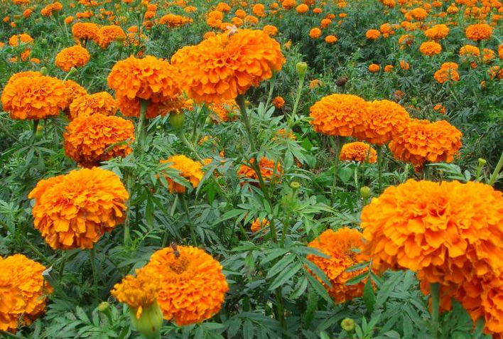 萬(wàn)壽菊3.jpg