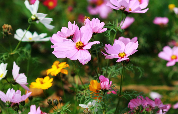 波斯菊111.jpg