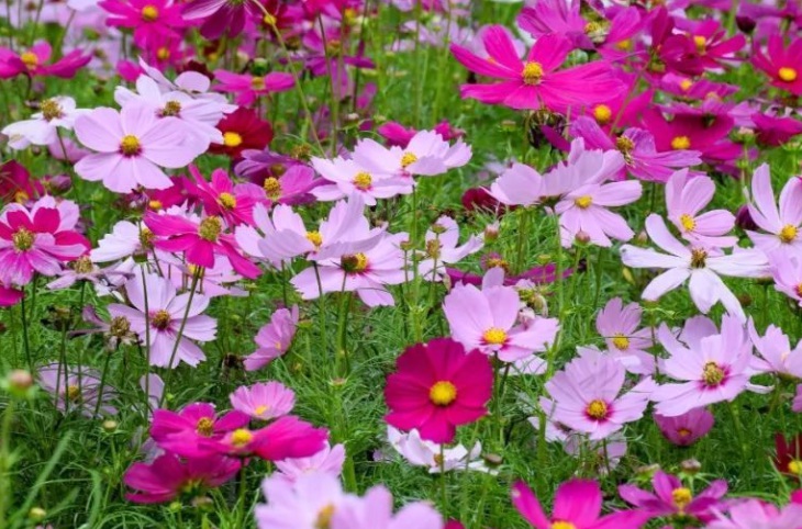 波斯菊333.jpg