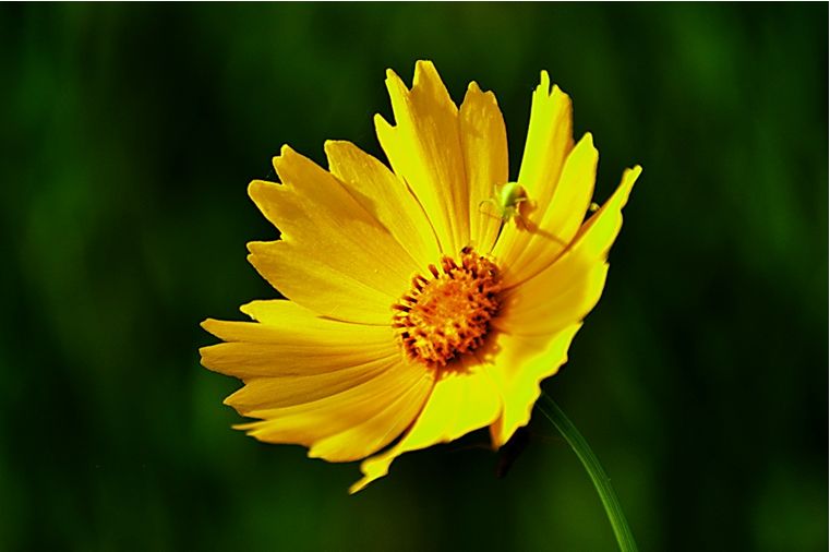 科普 | 金雞菊、金盞菊、金光菊、日光菊你能分得清嗎？