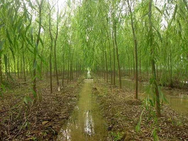 柳樹圖片苗圃種植基地