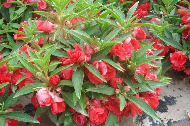 鳳仙花又叫指甲花，應(yīng)該如何播種