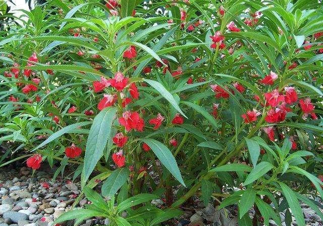 鳳仙花又叫指甲花，應(yīng)該如何播種