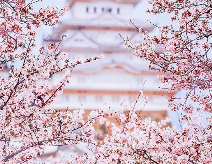 櫻花2.jpg