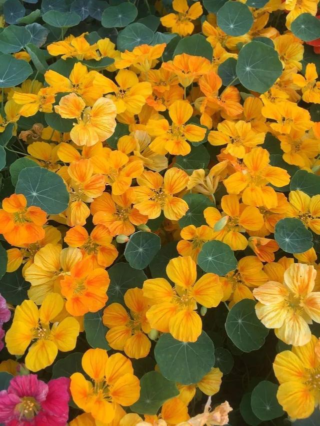 超好養(yǎng)的旱金蓮，可以爬滿藤