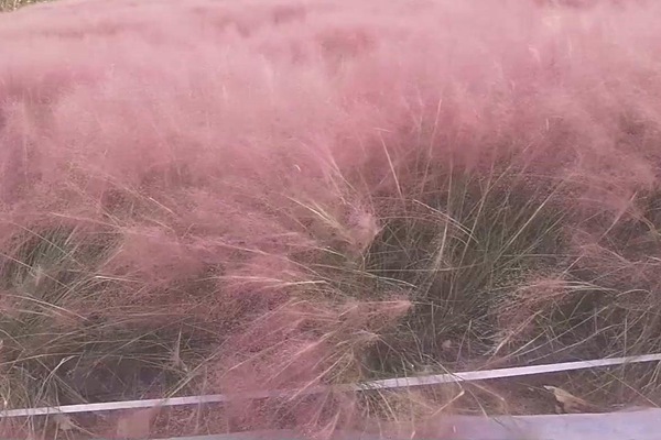粉黛亂子草