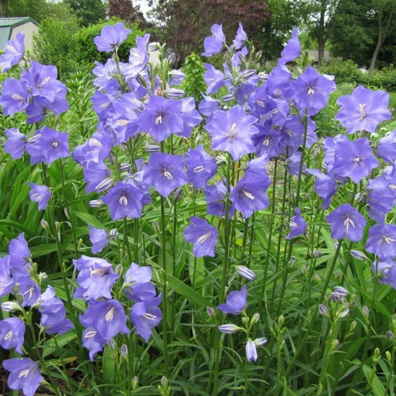 風(fēng)鈴花的花語是什么，風(fēng)鈴花如何養(yǎng)護(hù)