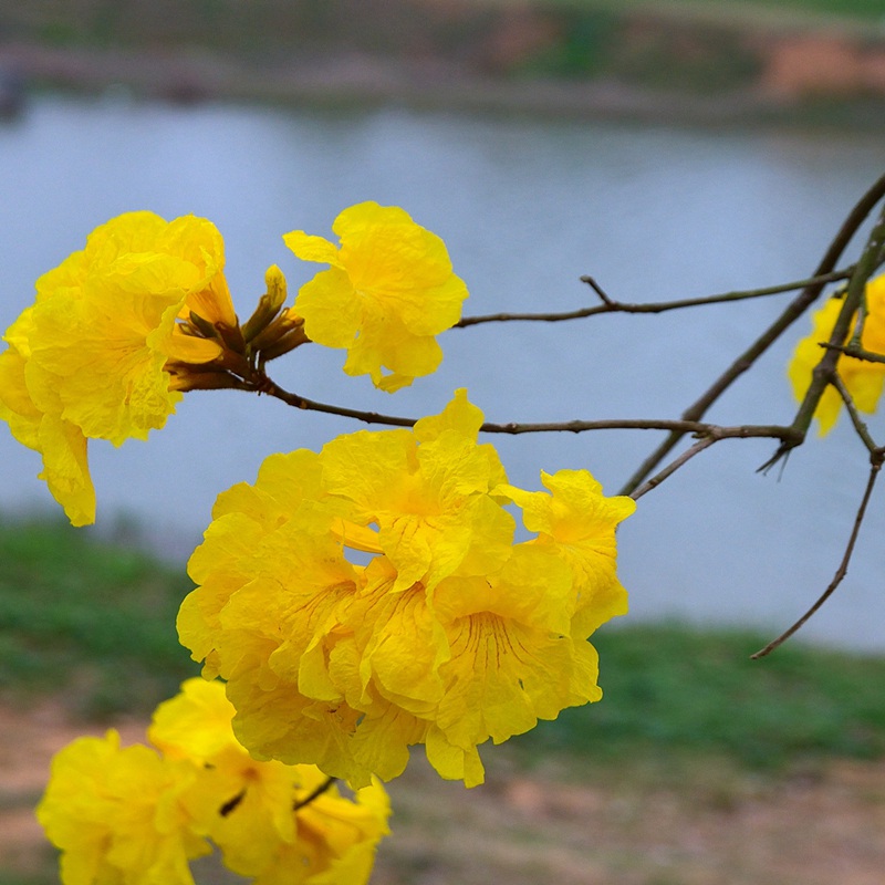 風(fēng)鈴花的花語是什么，風(fēng)鈴花如何養(yǎng)護(hù)