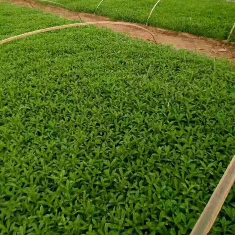 甜葉菊的主要成分與功效作用