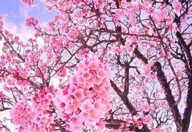 櫻花888888888888888.jpg