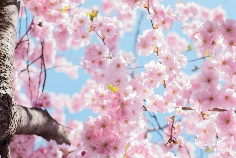 櫻花1.jpg