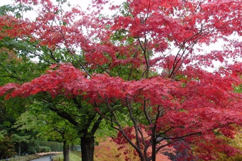 紅楓00000000000000.jpg