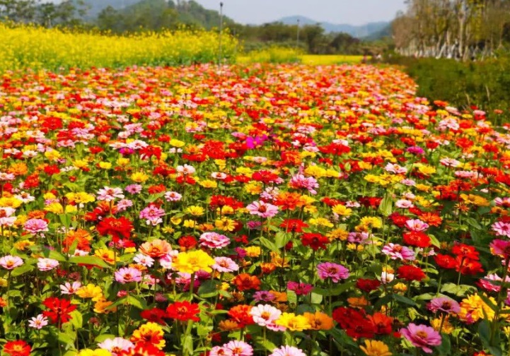 百日草花海111111111111111111111.jpg