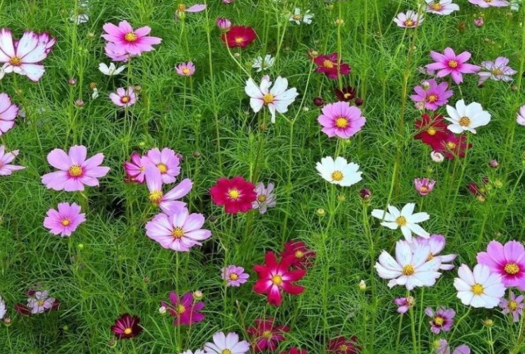 波斯菊花海.jpg