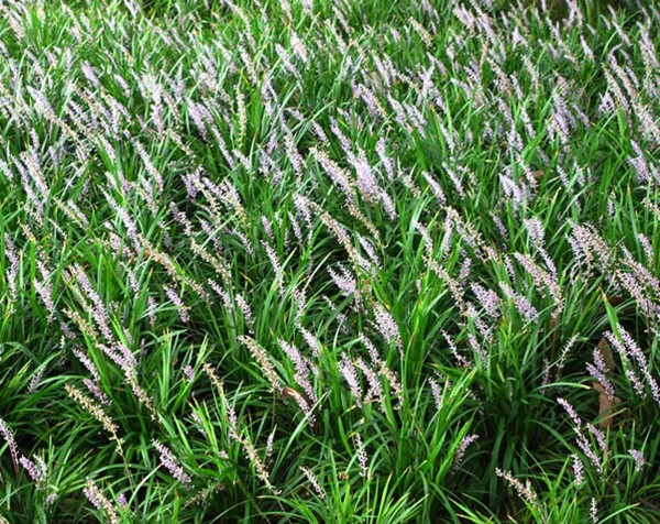 沿階草1_副本.jpg