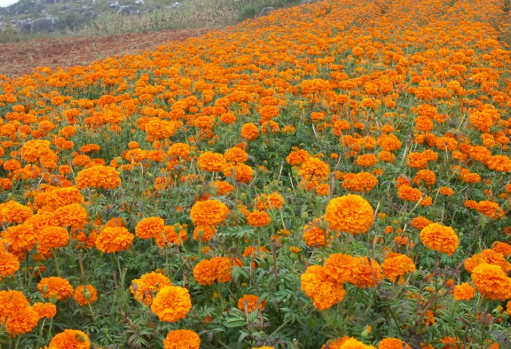 萬壽菊101010.jpg