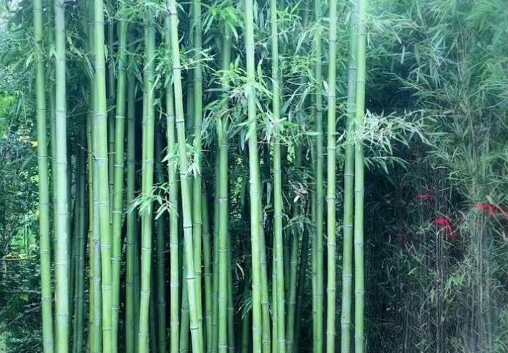 早園竹333333.jpg