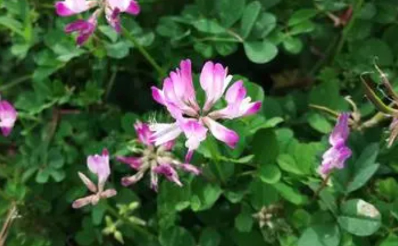 紫花3333333333333333.jpg