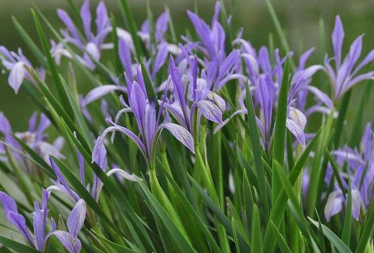 馬蓮花2.jpg