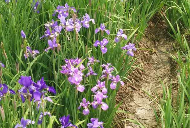 菖蒲花33333333333333333.jpg