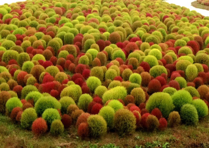 紅葉地膚1111111111.jpg