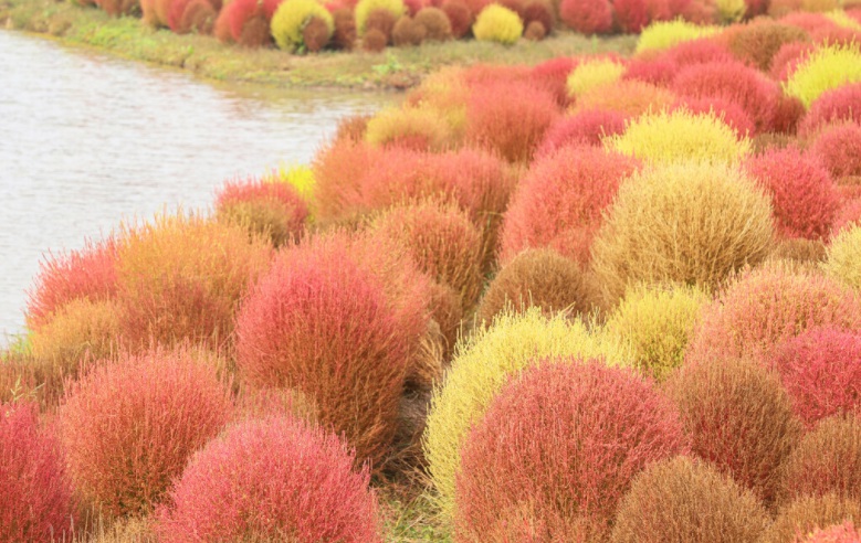 紅葉地膚2222222222222.jpg